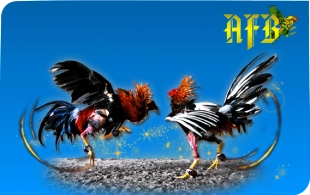 AFB_COCKFIGHT
